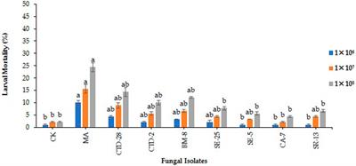 Virulence of entomopathogenic fungi against fall armyworm, Spodoptera frugiperda (Lepidoptera: Noctuidae) under laboratory conditions